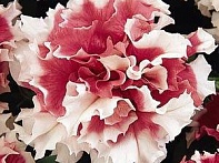 Петуния крупноцветковая махровая