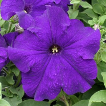 Петуния крупноцветковая (Petunia grandiflora)