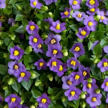 Экзакум (Exacum affine)