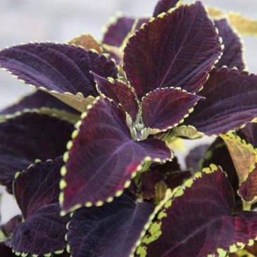 Колеус Блюме (Coleus blumei)