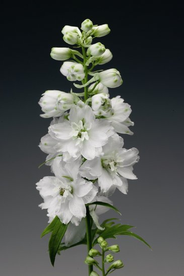 Дельфиниум высокий (Delphinium elatum)