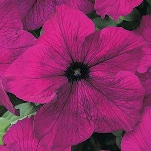 Петуния крупноцветковая (Petunia grandiflora)