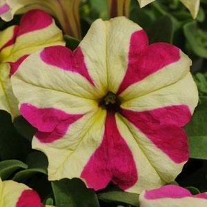Петуния крупноцветковая (Petunia grandiflora)