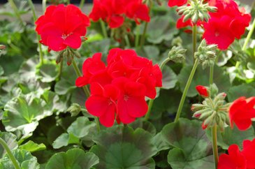 Герань (пеларгония садовая) (Pelargonium x hortorum)