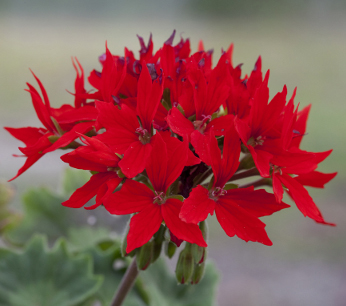 Герань (пеларгония садовая) (Pelargonium x hortorum)