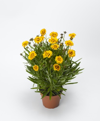 Кореопсис крупноцветковый (Coreopsis grandiflora)