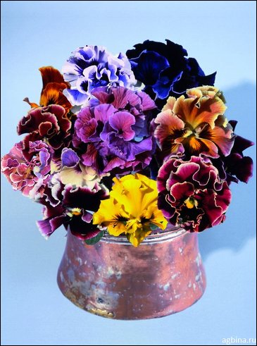 Виола Виттрока бахромчатая (Viola wittrockiana)