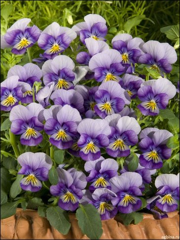 Виола рогатая (Viola cornuta)