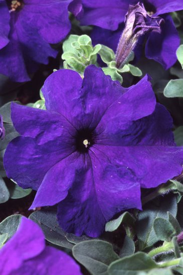 Петуния крупноцветковая (Petunia grandiflora)