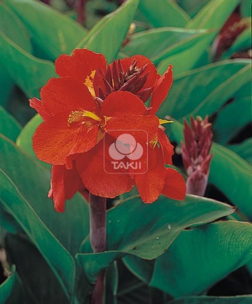 Канна садовая (Canna generalis)