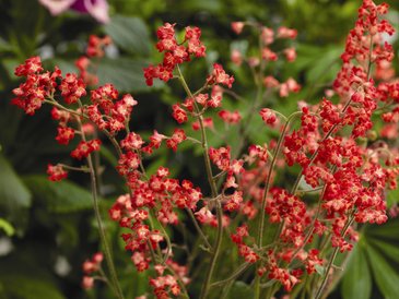 Гейхера кроваво-красная (Heuhera sanguinea)