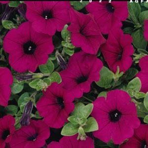 Петуния ампельная гибридная (Petunia х hybrida)