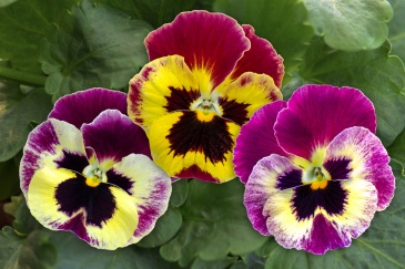 Виола Виттрока (Viola wittrockiana)