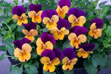 Виола рогатая (Viola cornuta)