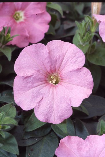 Петуния многоцветковая (Petunia multiflora)