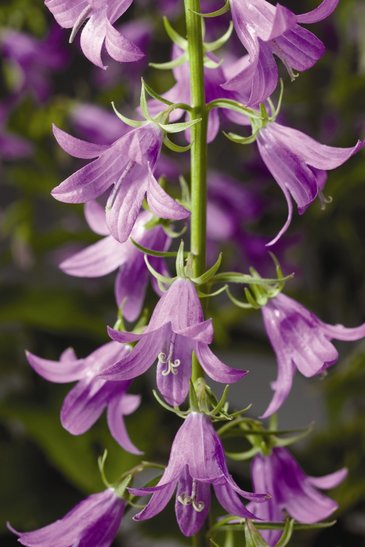 Колокольчик рапунцелевидный (Campanula rapunculoides)