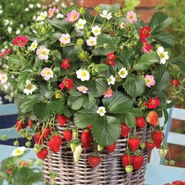 Земляника ананасная (Fragaria ananassa)