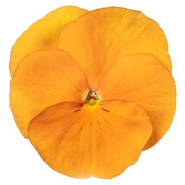 Виола Виттрока (Viola wittrockiana)