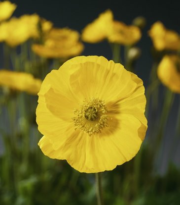 Мак голостебельный (Papaver nudicaule)