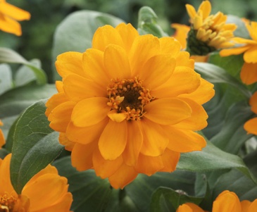 Цинния изящная (Zinnia elegans)