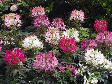 Клеома Хасслера (Cleome hassleriana)