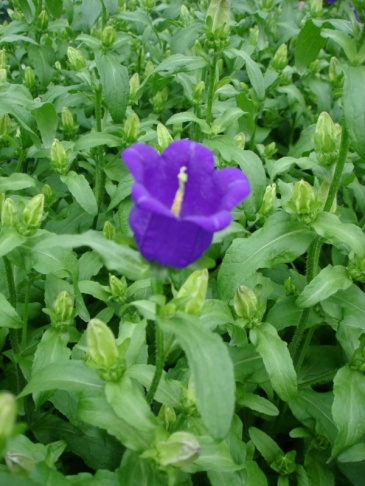 Колокольчик средний (Campanula medium)