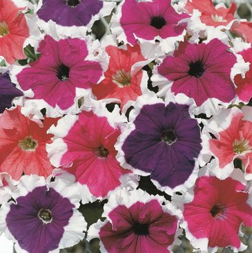 Петуния крупноцветковая (Petunia grandiflora)
