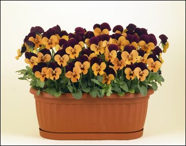 Виола рогатая (Viola cornuta)