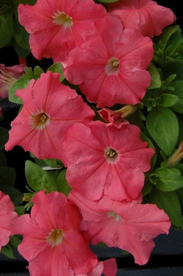 Петуния многоцветковая (генетически компактная) (Petunia multiflora)