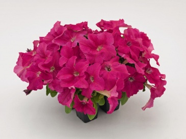 Петуния крупноцветковая (генетически компактная) (Petunia grandiflora)