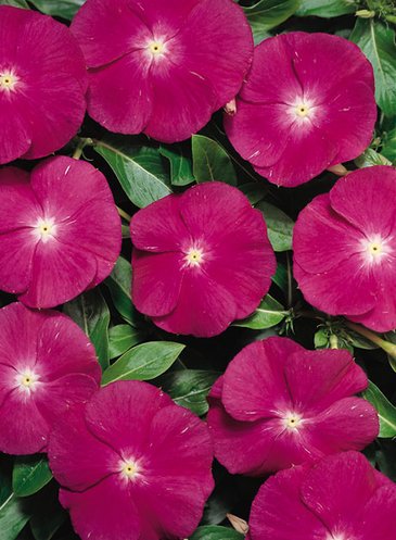 Катарантус розовый (Vinca rosea)