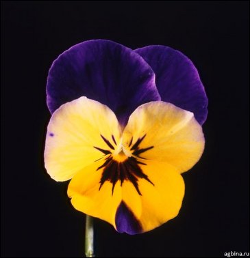 Виола рогатая (Viola cornuta)