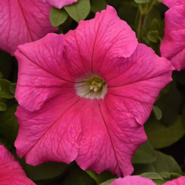 Петуния крупноцветковая (Petunia grandiflora)