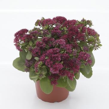 Седум обыкновенный (Sedum telephium)