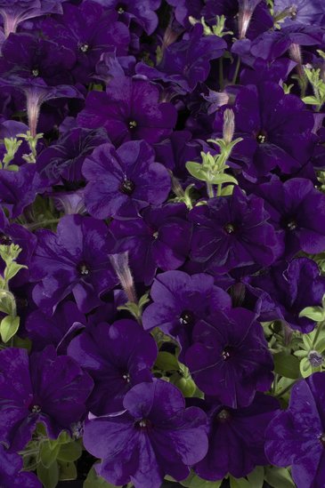 Петуния многоцветковая (Petunia multiflora)