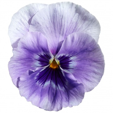 Виола Виттрока (Viola wittrockiana)