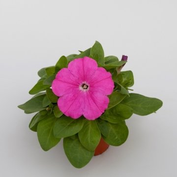 Петуния многоцветковая (генетически компактная) (Petunia multiflora)