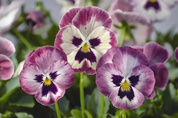 Виола Виттрока ампельная (Viola wittrockiana)