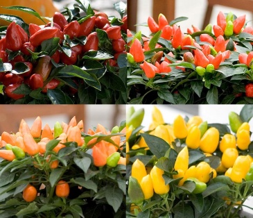 Перец летний (Capsicum annuum)