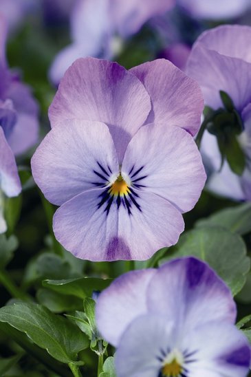 Виола рогатая (Viola cornuta)