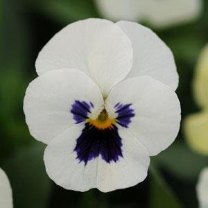 Виола рогатая (Viola cornuta)