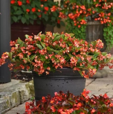 Бегония гибридная ампельная (зеленая листва) (Begonia hybrida)