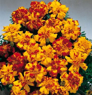 Бархатцы отклоненные (Tagetes patula)