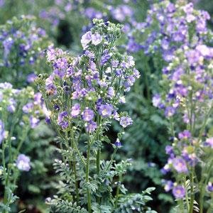 Синюха голубая (Polemonium caeruleum)