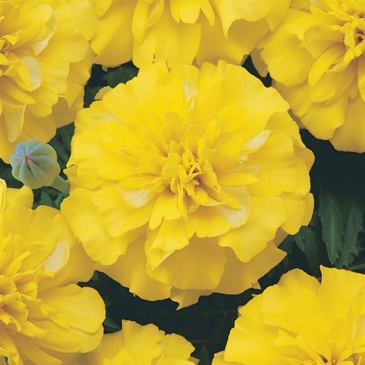 Бархатцы отклоненные (Tagetes patula)