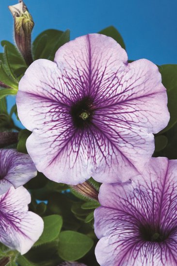 Петуния многоцветковая (Petunia multiflora)