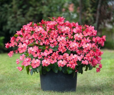 Бегония гибридная (зеленая листва) (Begonia benariensis)