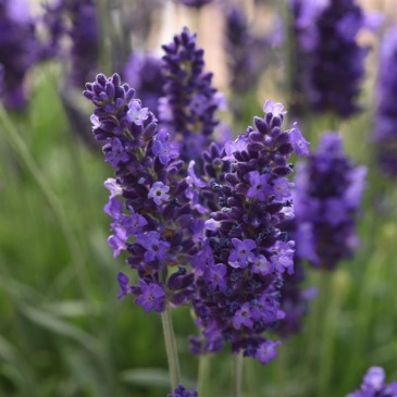 Лаванда узколистная (Lavandula angustifolia)