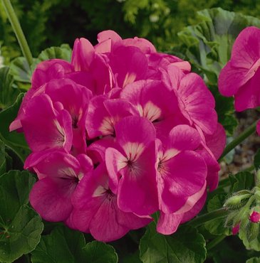 Герань (пеларгония садовая) (Pelargonium x hortorum)