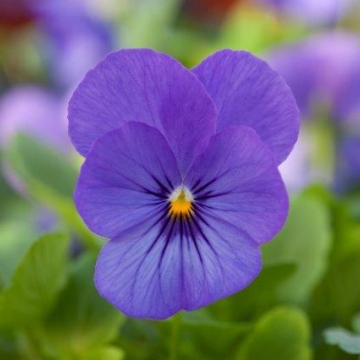 Виола рогатая (Viola cornuta)